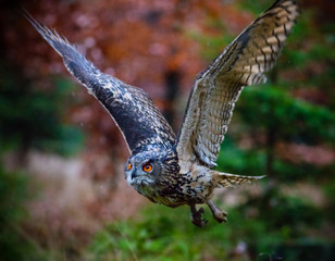 Eagle Owl swoops in low hunting.