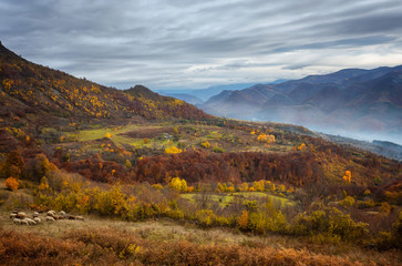 Golden autumn /
Amazing autumn view of a mountain meadow in the central Balkan Mountains, Bulgaria