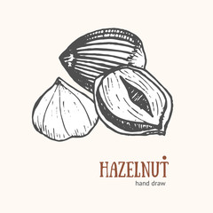 Hazelnut Card Hand Draw Sketch. Vector
