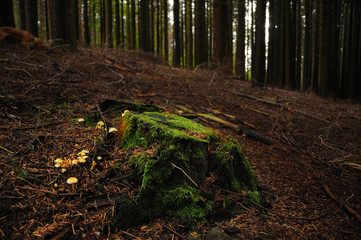 mushrooms in a forest in tuscany. italy.