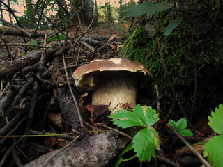 mushrooms in a forest in tuscany. italy.