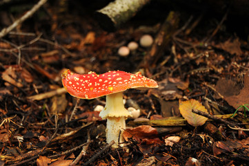 mushrooms in a forest in tuscany. italy.
