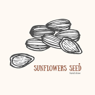 Sunflower Seeds Card Hand Draw Sketch. Vector