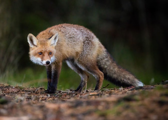 Naklejka na ściany i meble Red Fox - Vulpes vulpes, close-up.