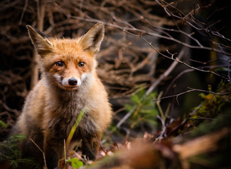 Red Fox - Vulpes vulpes, close-up.
