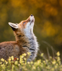 Naklejka na ściany i meble Red Fox - Vulpes vulpes, close-up.