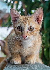 Cute kitten sit on corridor