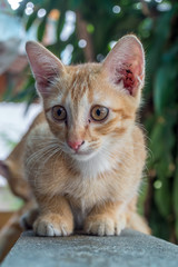 Cute kitten sit on corridor