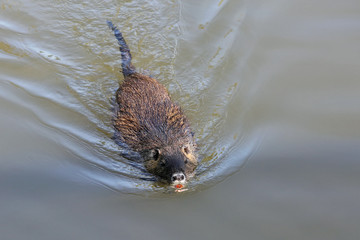 Nutria