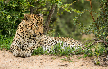 Male Leopard Resting, Sabi Sand Game Reserve