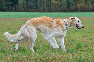 Obraz na płótnie Canvas Running russian wolfhound