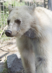 albino black bear