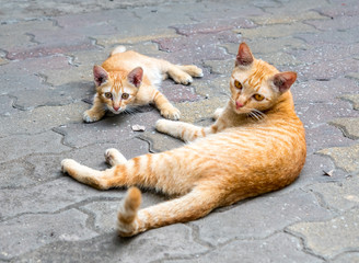 Little cute kitten and mother golden brown cat lay comfort on outdoor concrete floor, selective focus at one's eye