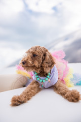 The lovely yellow poodle