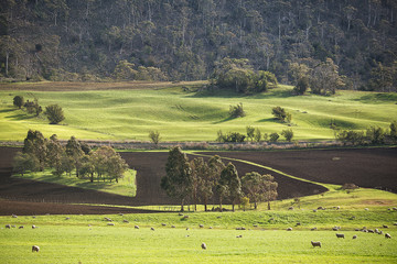 Rural landscape Colebrook Tasmania