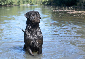 swimming rottweiler