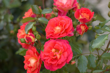 Rose -  brothers Grimm after a rain.