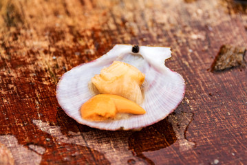 fishing of shells and sea urchin at west fjord breidafjoerdur, iceland