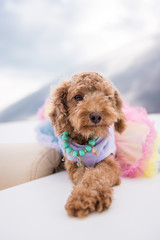 The lovely yellow poodle