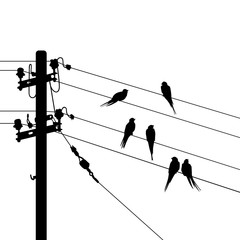 Birds migration.