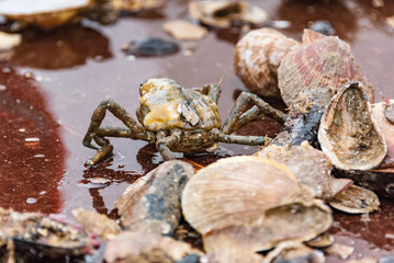 fishing of shells and sea urchin at west fjord breidafjoerdur, iceland
