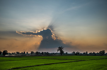 Fototapeta na wymiar Sunset of Thai Field