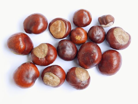 brown fruits seeds of chestnut tree atautumn