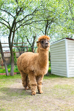 beautiful and furry brown and white alpacas on pet farm