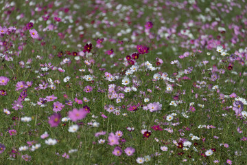 Cosmos flower garden