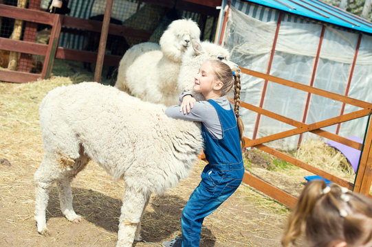 Happy toddler girl holding in her arms neck of beautiful soft alpaca camel