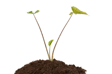 Young green plant isolated on a white background
