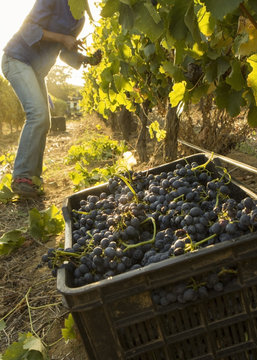 A Grape Picker Harvesting Wine Grapes Early In The Morning