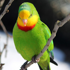 Schildsittich (Polytelis swainsonii) auf Ast sitzend (superb parrot)