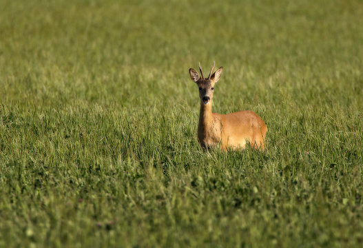 Deer
