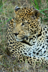 Male Leopard Portrait, Sabi Sands Game Reserve, South Africa 