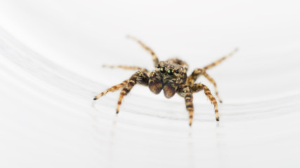 Springspinne © C. Schüßler