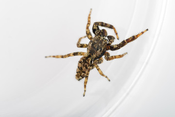 Springspinne