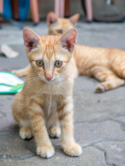 Little cute golden brown kitten lay comfort on outdoor concrete floor, selective focus at its eye