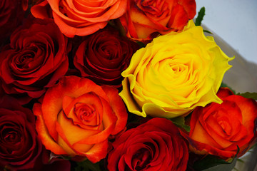 Rosen auf dem spanischen Markt