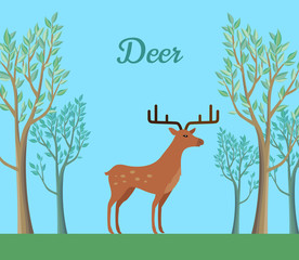 Red Deer in the Forest. Ruminant Mammal