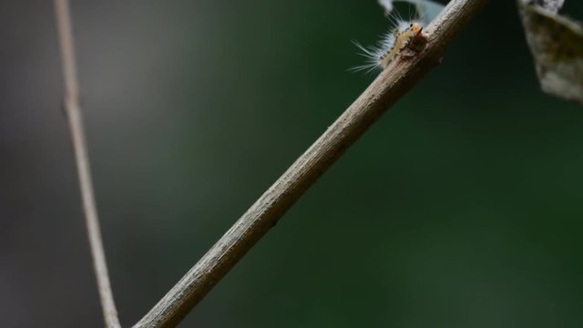 Hariry caterpillar across tree branch