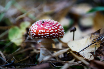 agaric mushroom in the forest autumn
