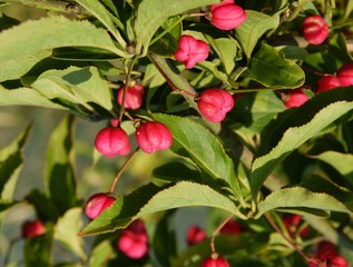 pink fruits of european spindle tree