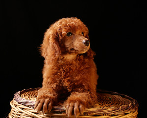 Щенок пуделя