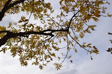 Plantas en otoño.