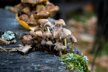 mushrooms on a stump