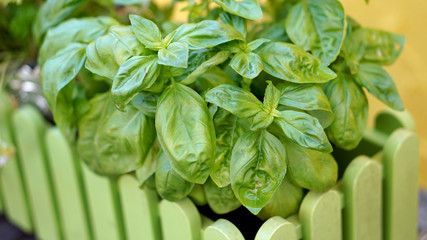 Gartenkräuter Basilikum