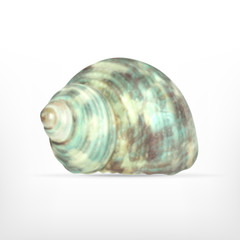 Seashell