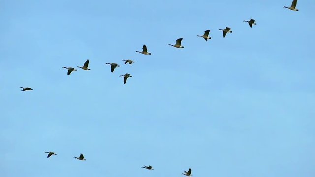 Flock of geese flying in slow motion, isolated on background of pure blue sky.
