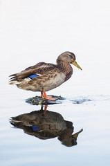 A beautiful female of a wild duck is standing on something in water.